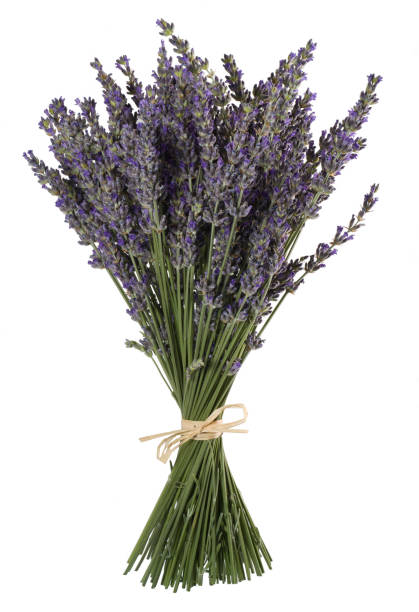 istock Lavender flowers bunch against white 157480334