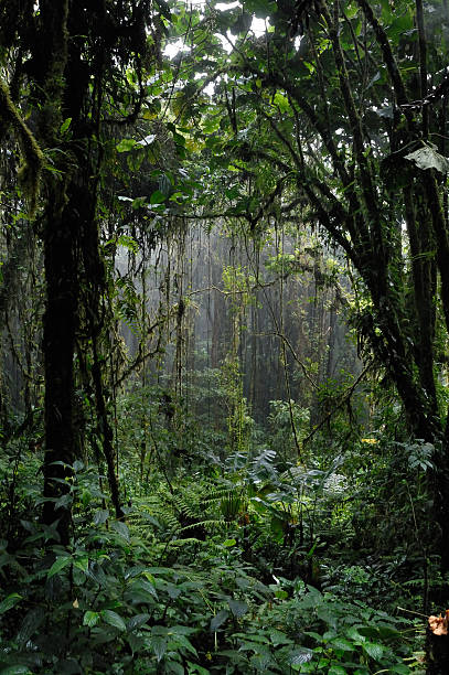 floresta de chuva - monteverde cloud forest imagens e fotografias de stock