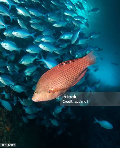 Rote Schwein Fisch Stockfoto und mehr Bilder von Fisch - Fisch, Schweinsfisch - Lippfisch, Schwimmen