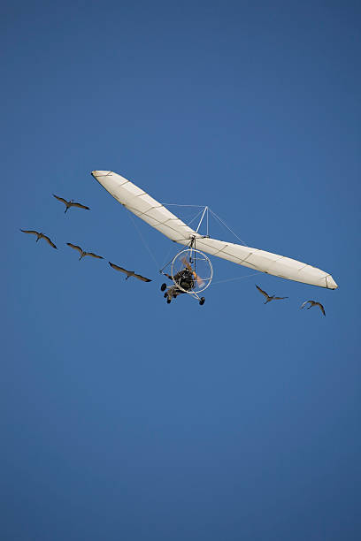 microlight flying  with birds  ultralight stock pictures, royalty-free photos & images