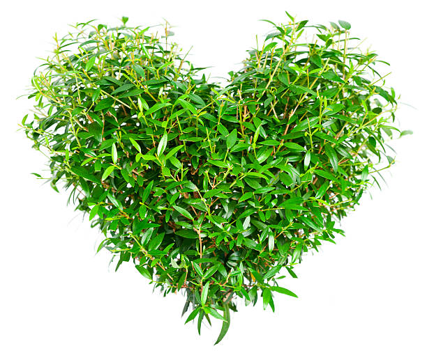 istock Isolated Heart Shaped Plant 157480513