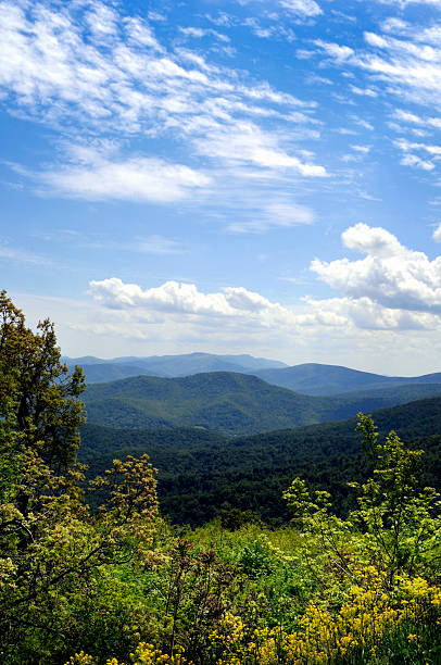 Blue Ridge Mountains Appalachian Blue Ridge Mountains seen from Skyline drive. The mountains are well known for their bluish color when seen from a distance. Trees put the "blue" in Blue Ridge, from the isoprene released into the atmosphere, thereby contributing to the characteristic haze on the mountains and their distinctive color. skyline drive virginia photos stock pictures, royalty-free photos & images