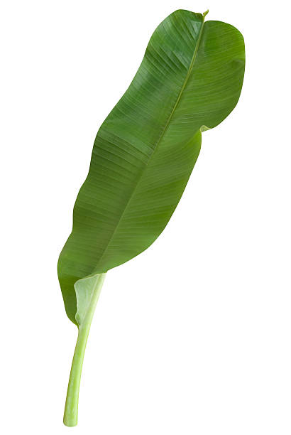 4,900+ Banana Leaf Isolated Stock Photos, Pictures & Royalty-Free ...