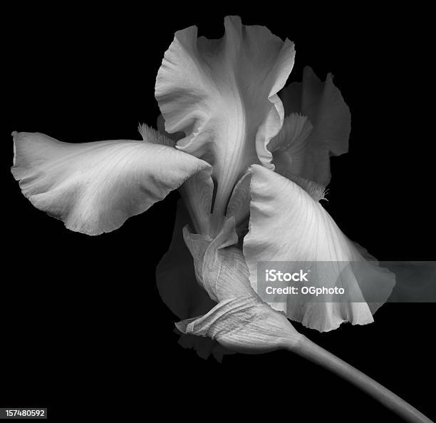 Deutsche Iris Xxxl Stockfoto und mehr Bilder von Blume - Blume, Iris - Pflanze, Schwarzer Hintergrund
