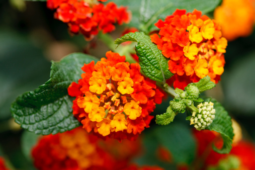 Lantana camara is also known as red sage or Spanish Flag and is native to Central and South America. It is a favorite species for butterflies.