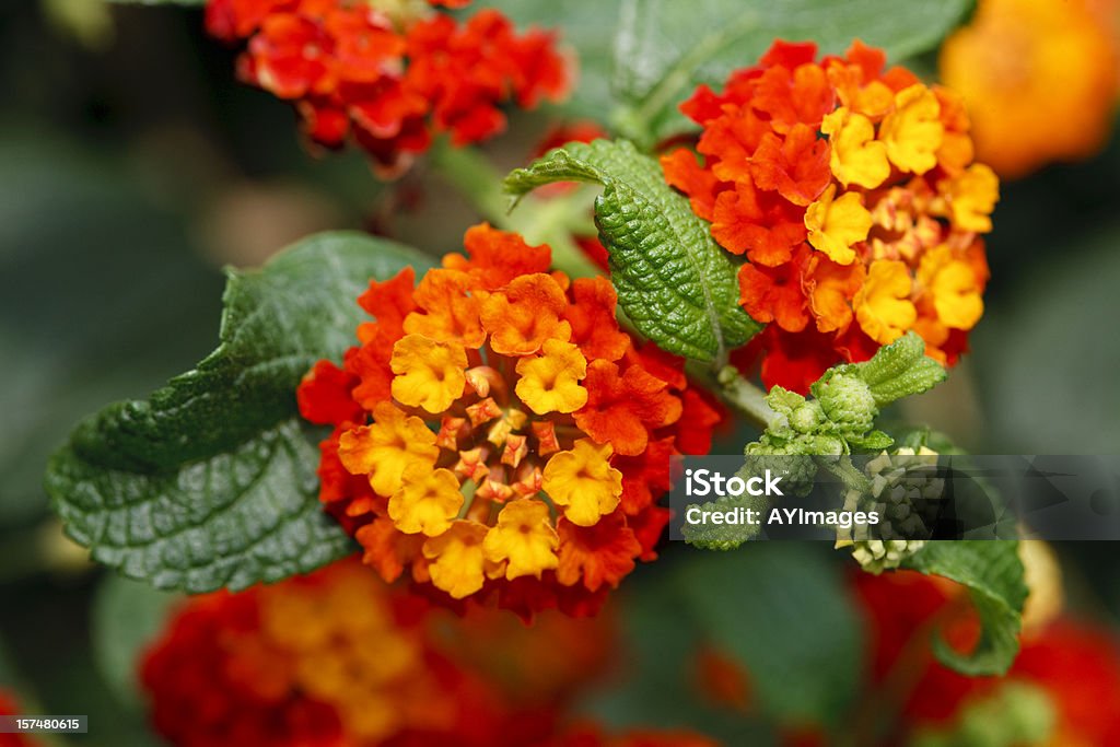 Bandeira Espanhola (Lantana camara) - Foto de stock de Lantana royalty-free