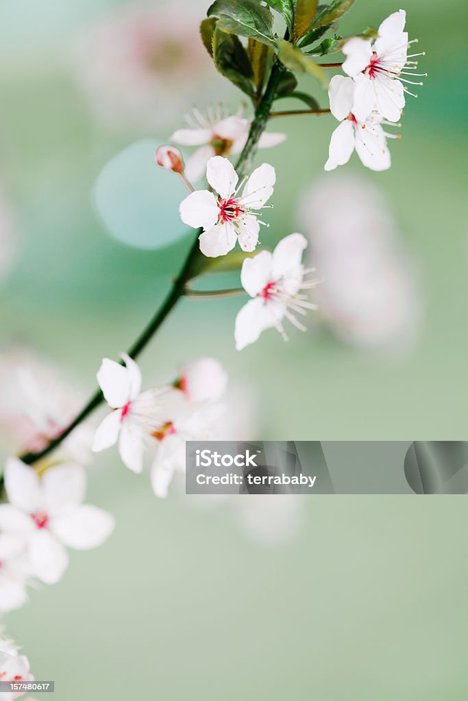 Cerisier japonais en fleurs Brindille - Photo de Macrophotographie libre de droits