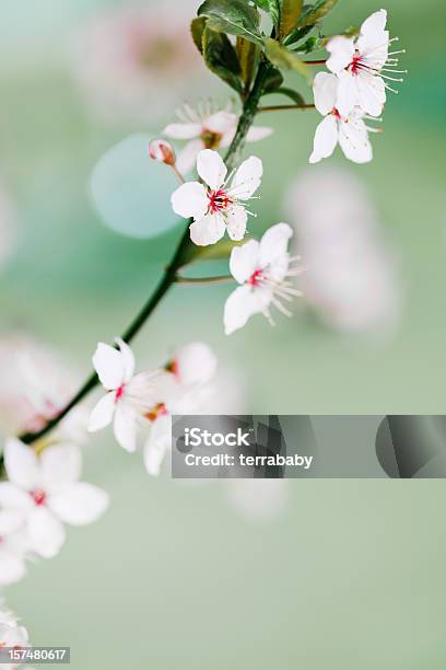 日本の桜の開花小枝 - マクロ撮影のストックフォトや画像を多数ご用意 - マクロ撮影, 自然, カラー画像