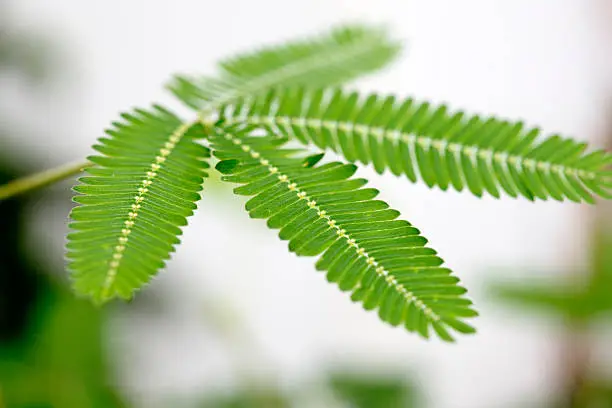 Photo of Sensitive plant (Mimosa pudica)