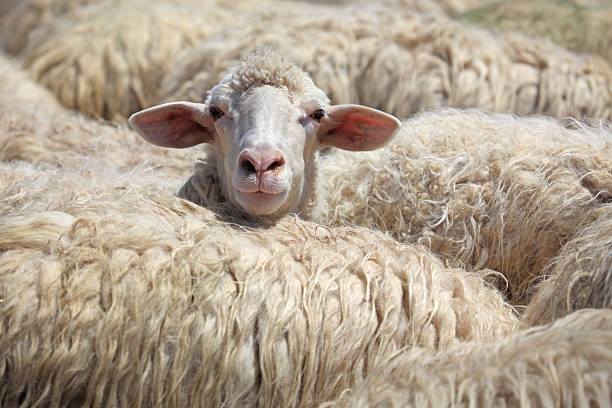 Ovejas standing out from the crowd, Toscana, Italia - foto de stock