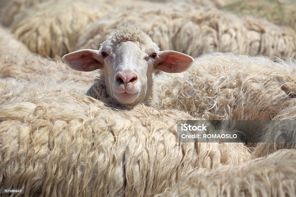 Pecore in piedi fuori dalla folla, Toscana, Italia - Foto stock royalty-free di Ovino