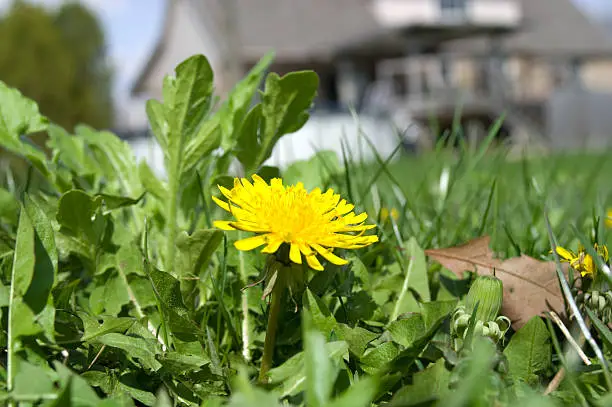 Close up of a flowering dandelion weed on a residential lawn with house in background.