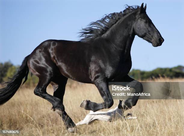 Foto de Corridas De Cavalo Contra Um Cão e mais fotos de stock de Cavalo - Família do cavalo - Cavalo - Família do cavalo, Correr, Cão