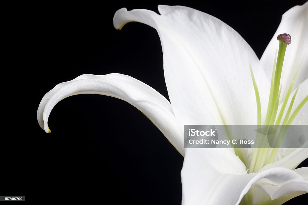 White Stargazer Lily, Flower, Petals, Isolated-on-Black, Close-up, Copyspace  Lily Stock Photo