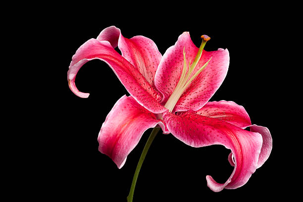 Stargazer Lily, Magenta, Single Flower, Close-up, Isolated-on-Black, Copyspace stock photo