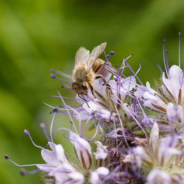 close-up honey bee on the blue phacelia flower