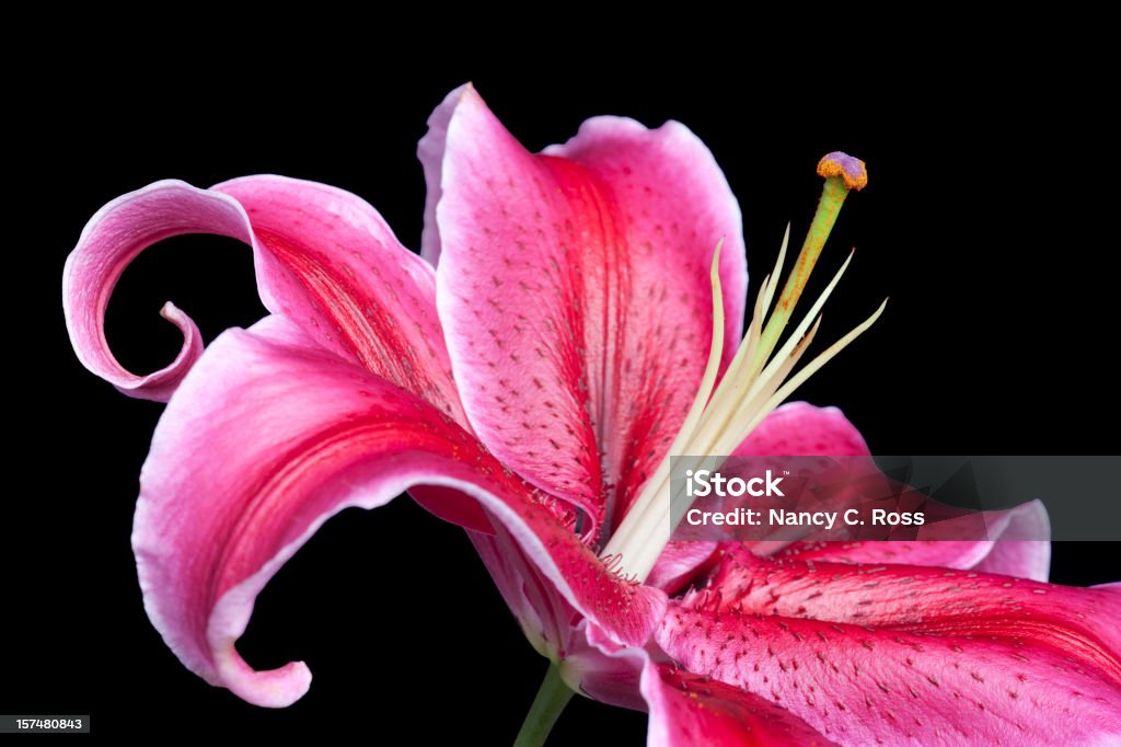 Magenta Lilium Stargazer, isoliert auf Schwarz - Lizenzfrei Lilien Stock-Foto