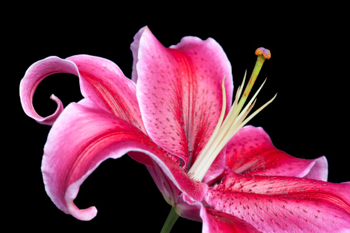 Beautiful close up of lily on black background. Focus on stamen and pistil.