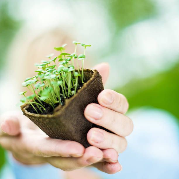 istock Woman with new basil 157480903