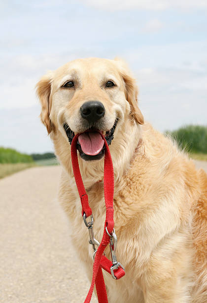 istock Happy Golden Retriever with leash 157480992