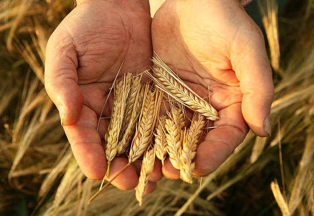 barley stock photo