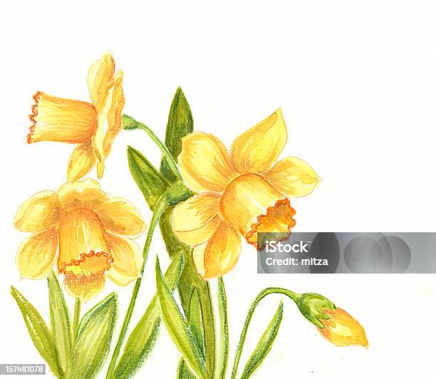 Daffodils Drawing On White Background Stock Illustration - Download Image Now - Daffodil, Watercolor Painting, Flower