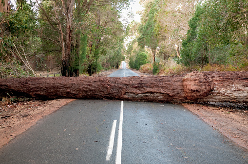 Following a storm, a large tree trunk blocking access on a road in Western Australia.