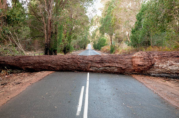 Fallen Tree Blocking Road Following a storm, a large tree trunk blocking access on a road in Western Australia. boundary stock pictures, royalty-free photos & images