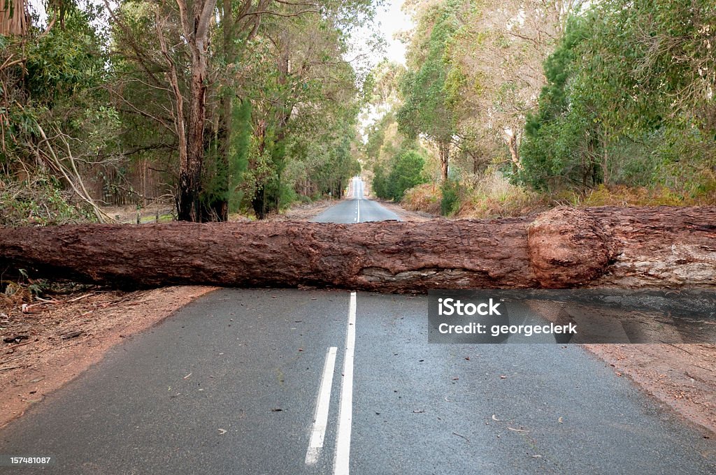 Árvore Caída bloquear Road - Foto de stock de Divisa royalty-free