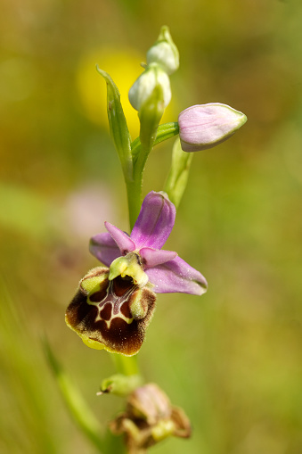 Natural close up of awhite flowered woodcock bee-orchid Ophrys scolopax, growing in a Mediterrean field