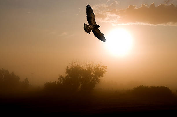 red-tailed hawk und einem nebligen morgen sonnenaufgang. - rotschwanzbussard stock-fotos und bilder