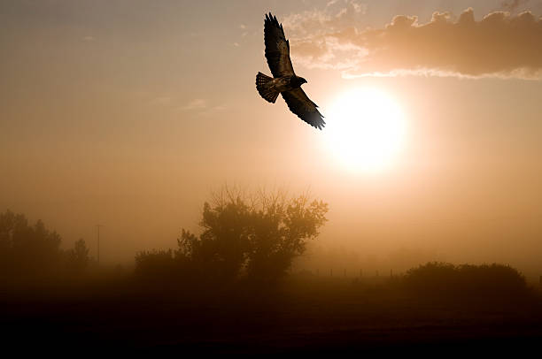 Red-tailed Hawk and a Misty Morning Sunrise.