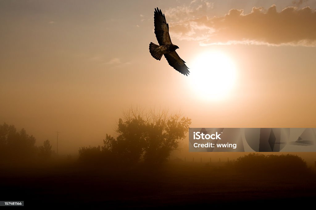 Red-tailed Hawk and a Misty Morning Sunrise. A Red-tailed Hawk riding the summer air currents on a misty morning sunrise. This hawk was nesting near where this was taken and has young hawks in her nest. Hawk - Bird Stock Photo
