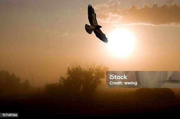 Redtailed Hawk And A Misty Morning Sunrise Stock Photo - Download Image Now - Hawk - Bird, Flying, Red-tailed Hawk