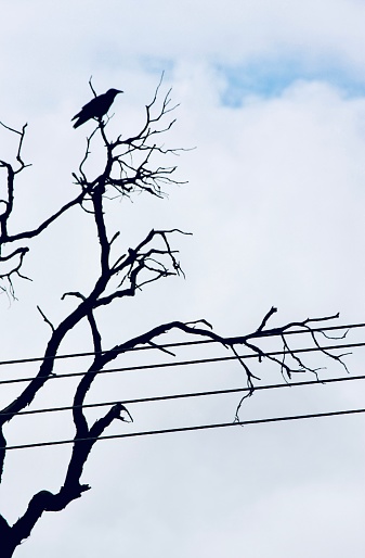 Vertical closeup photo of a black crow perched on the bare branch of a tree growing near electric power lines against a white cloudy sky. Byron Bay NSW.