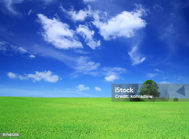 Green Field And Tree Landscape Stock Photo - Download Image Now - Agricultural Field, Agriculture, Blue