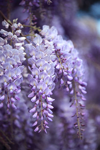 wisteria en roma, italia - flower single flower macro focus on foreground fotografías e imágenes de stock