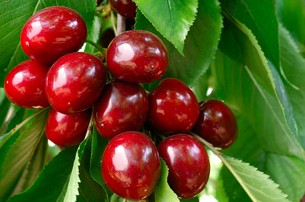 istock Close-up of Ripening Cherries On Tree 157481249