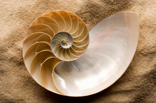 Nautilus shell cut in half, showing inside of shell and chambers in profile. Nautilus pompilius - Common name of any marine creatures in the cephalopod family Nautilidae, the sole family of the suborder Nautilina.