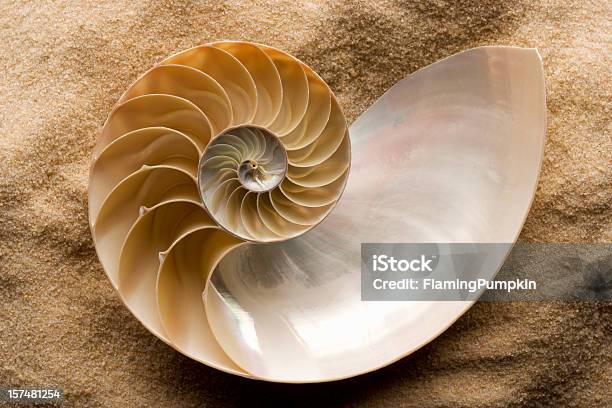 Seashell Chambered Nautilus Shell On Sand Stock Photo - Download Image Now - Nautilus, Spiral, Nature