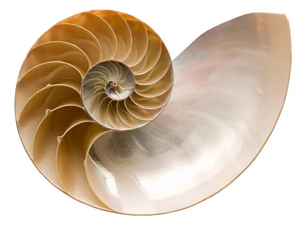 Nautilus shell cut in half, showing inside of shell and chambers in profile. Clipping Path. Nautilus pompilius - Common name of any marine creatures in the cephalopod family Nautilidae, the sole family of the suborder Nautilina.