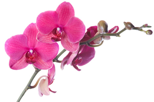 Fresh luxury bunch of Magenta orchid flowers isolated on white background. Studio shot.