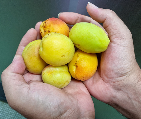 Hands hold several ripe juicy apricots
