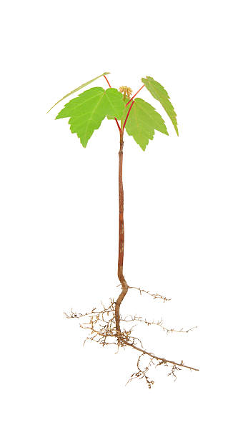 Maple Seed Roots 2,300+ Maple Tree With Roots Stock Photos, Pictures & Royalty-Free ...