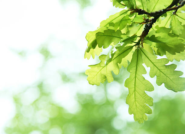 연두빛 verdure - spring oak tree leaf oak leaf 뉴스 사진 이미지