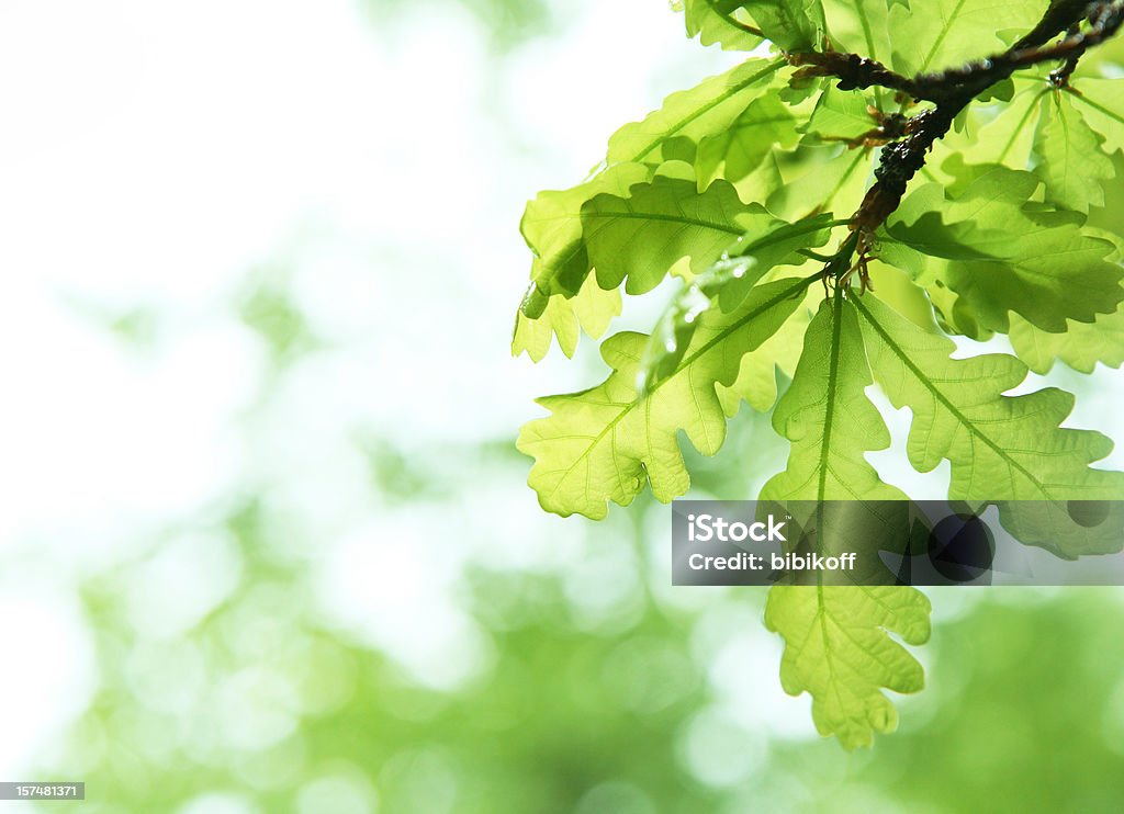 Primavera que o envolvem - Foto de stock de Carvalho - Árvore de folha caduca royalty-free