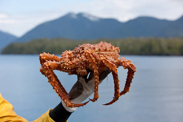 de cangrejo real de alaska - alaskan king crab fotografías e imágenes de stock