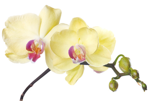 Bunch of luxury Yellow orchids isolated on white background. Studio shot.