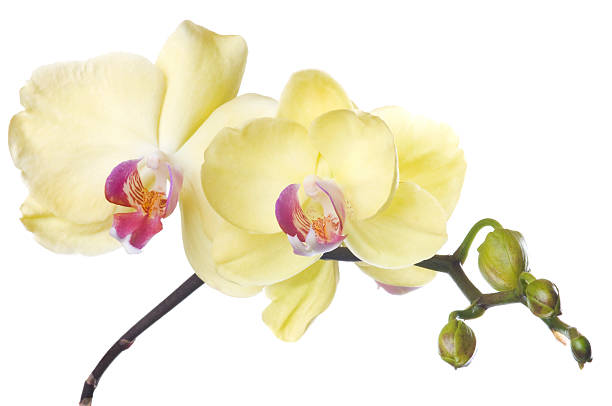 красивые желтая орхидея на белом фоне - flower single flower spa white стоковые фото и изображения