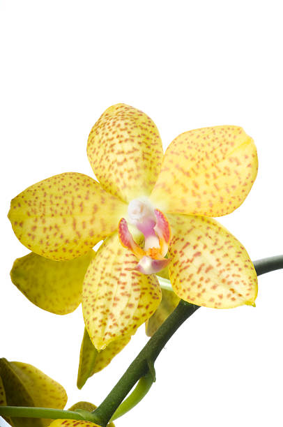 istock Beautiful yellow orchid on white. 157481473